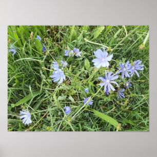 Wildflower Poster