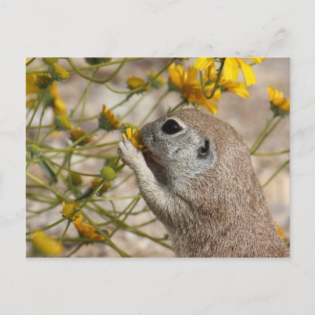Wildflower Snack Postcard (Front)
