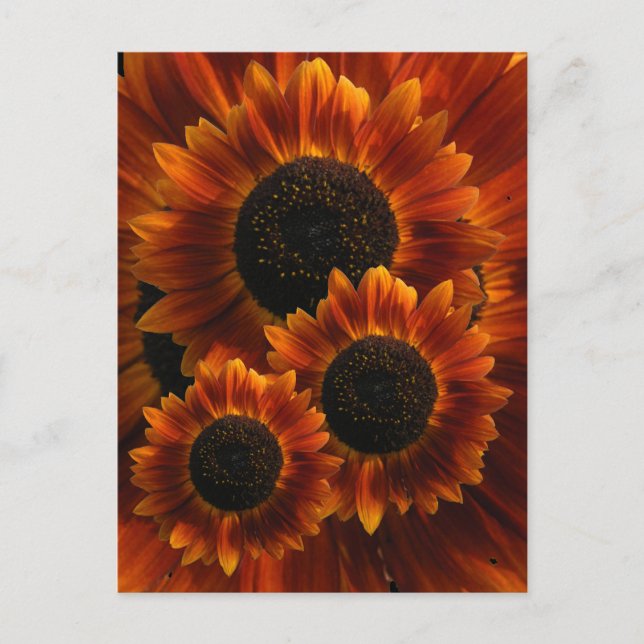 Wildflower Sunflowers Postcard (Front)
