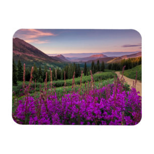 Wildflower Sunrise   Crested Butte, Colorado Magnet
