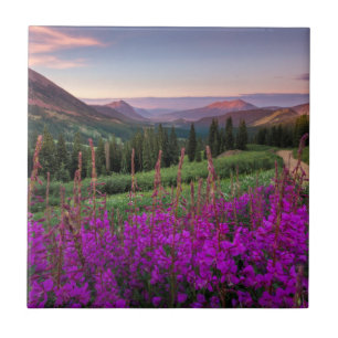 Wildflower Sunrise Crested Butte, Colorado Tile