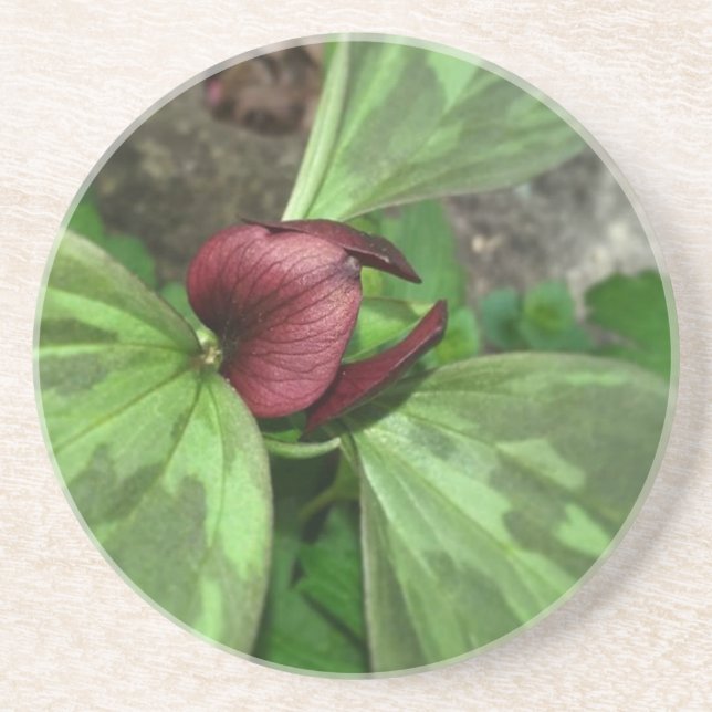 wildflower trilium coaster (Front)