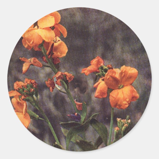 Wildflower: Wallflower Classic Round Sticker (Front)