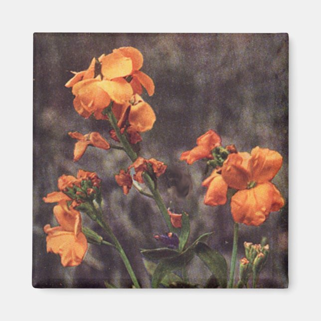 Wildflower: Wallflower Magnet (Front)