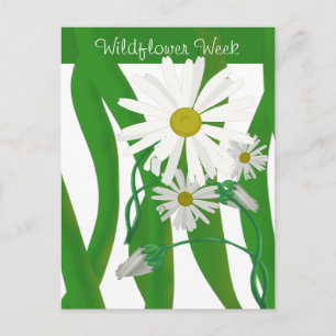 Wildflower Week Daisy Postcard