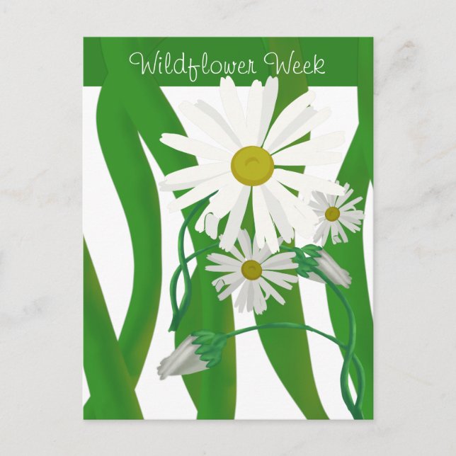 Wildflower Week Daisy Postcard (Front)