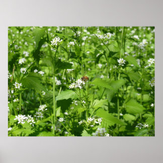 Wildflowers and a Bee Poster