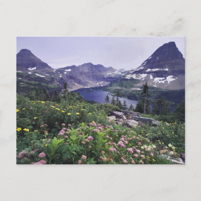 Wildflowers and Hidden Lake, Shrubby Postcard (Front)