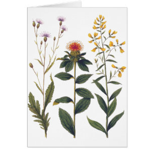 Wildflowers Antique Botanical Illustration Bertuch