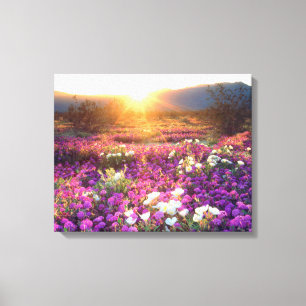 Wildflowers at sunset   Anza-Borrego Desert Canvas Print