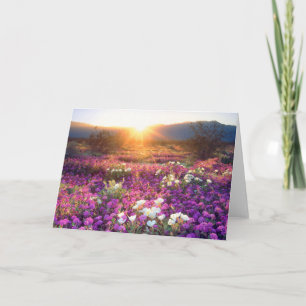 Wildflowers at sunset   Anza-Borrego Desert Card