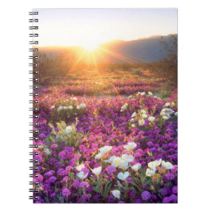Wildflowers at sunset Anza-Borrego Desert Notebook