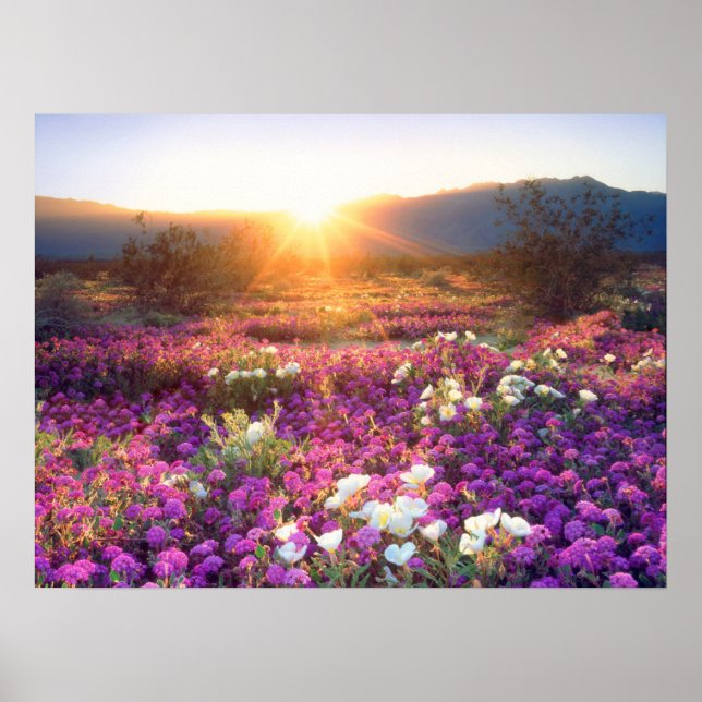 Wildflowers at sunset | Anza-Borrego Desert Poster (Front)