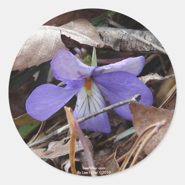 WildFlowers Birds-Foot Violet Hot Springs AR Gifts Classic Round Sticker (Front)