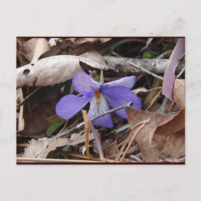 WildFlowers Birds-Foot Violet Hot Springs AR Gifts Postcard (Front)
