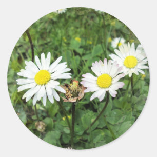 WILDFLOWERS CLASSIC ROUND STICKER