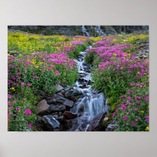 Wildflowers, Clements Mountain, Montana Poster