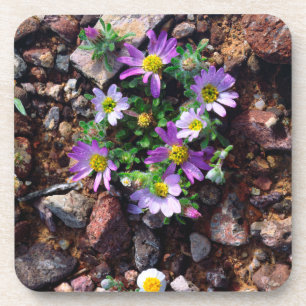 Wildflowers Coaster