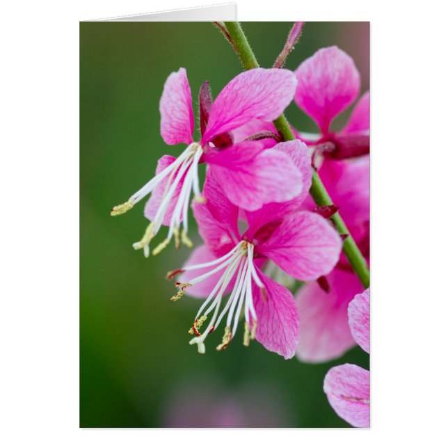 Wildflowers Customizable (Front)