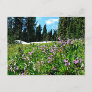 Wildflowers & Firs Postcard