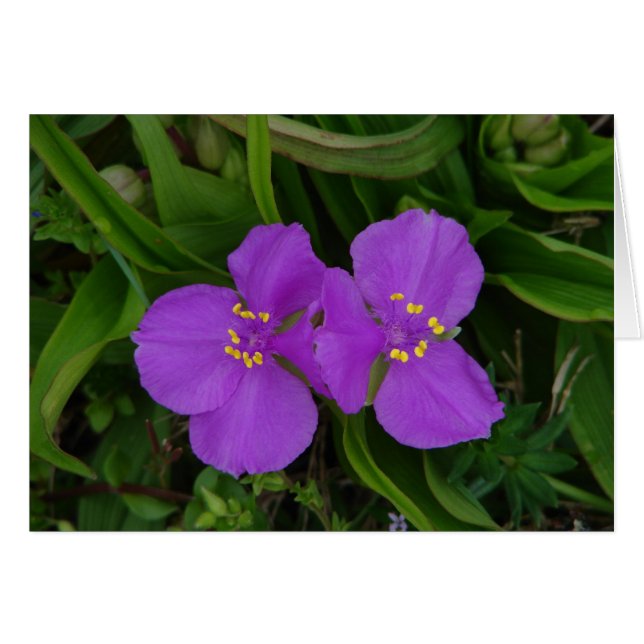 Wildflowers Fuchsia Spiderwort Hot Springs Gifts (Front Horizontal)