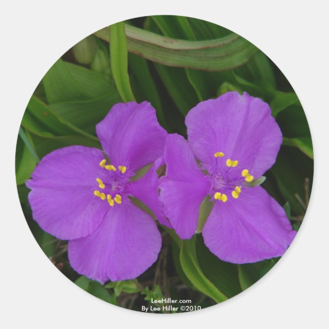 Wildflowers Fuchsia Spiderwort Hot Springs Gifts Classic Round Sticker (Front)