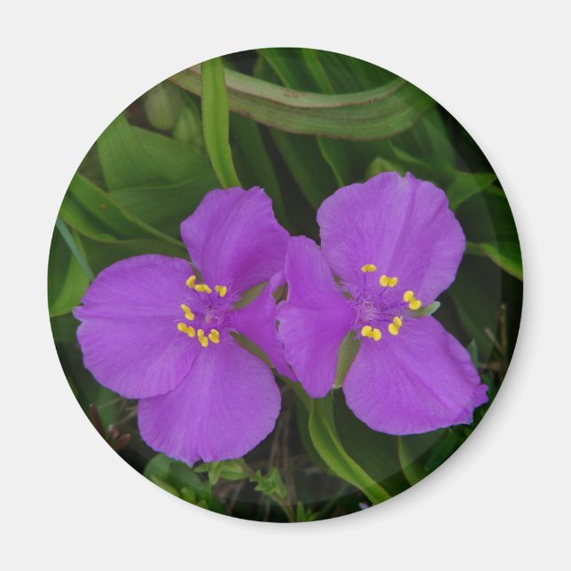 Wildflowers Fuchsia Spiderwort Hot Springs Gifts Magnet (Front)