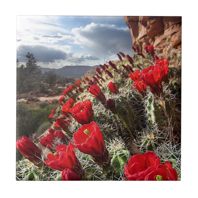 Wildflowers - Grand Canyon - Arizona Tile (Front)