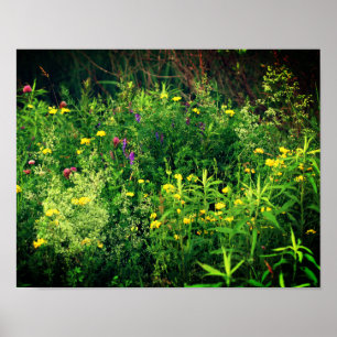 Wildflowers In Field Floral  Poster