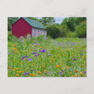Wildflowers in the Country  Holiday Postcard