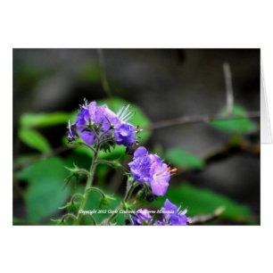 Wildflowers of Chilhowee Mountain, Tennessee