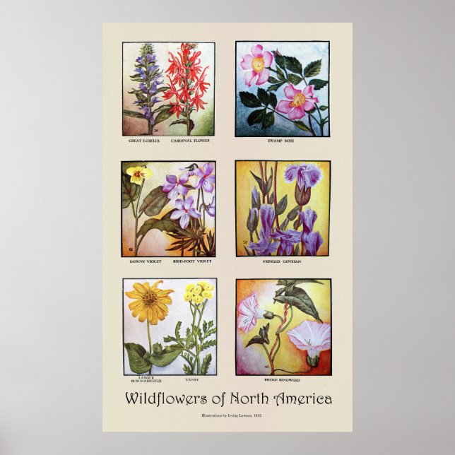 Wildflowers of North America [A] Poster (Front)
