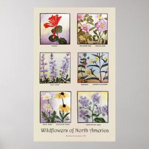 Wildflowers of North America [B] Poster