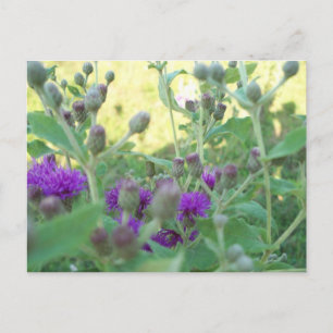 Wildflowers of Oklahoma Postcard