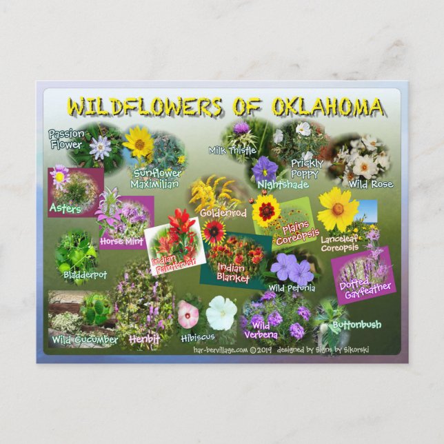 wildflowers of Oklahoma postcard 19r (Front)