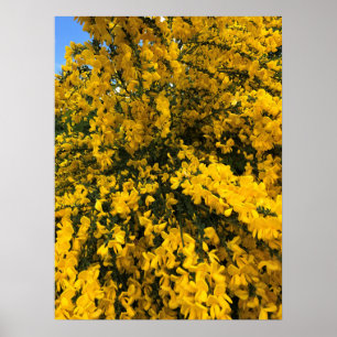 Wildflowers on the Trail, Oregon Poster