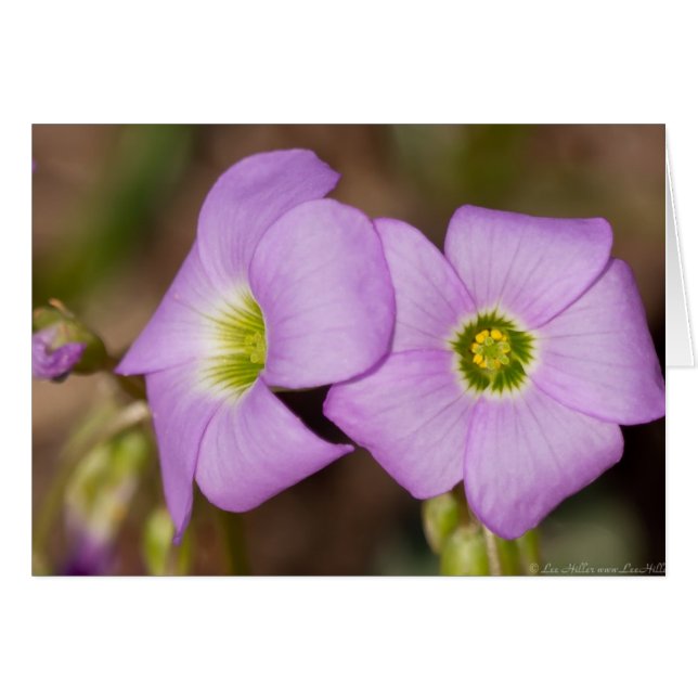 Wildflowers - Pink Oxalis Cards (Front Horizontal)