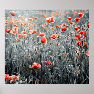 Wildflowers poppies poster