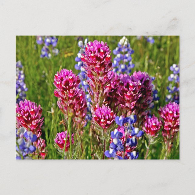 Wildflowers Postcard (Front)