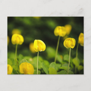 wildflowers postcards