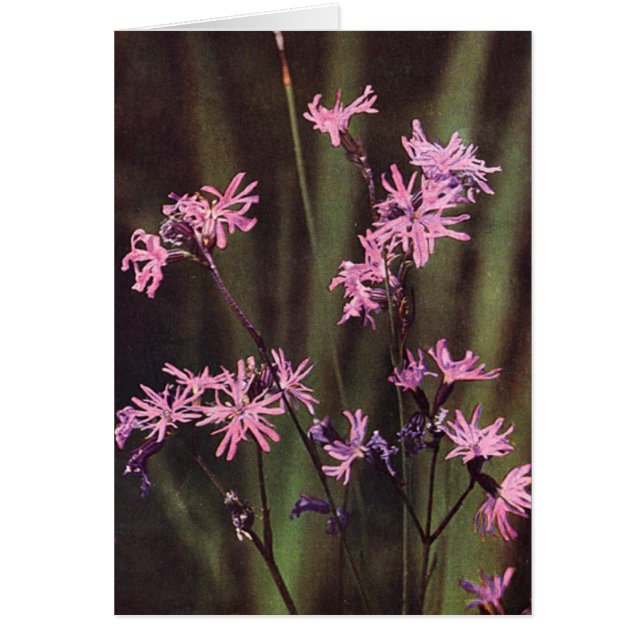 Wildflowers: Ragged Robin (Front)