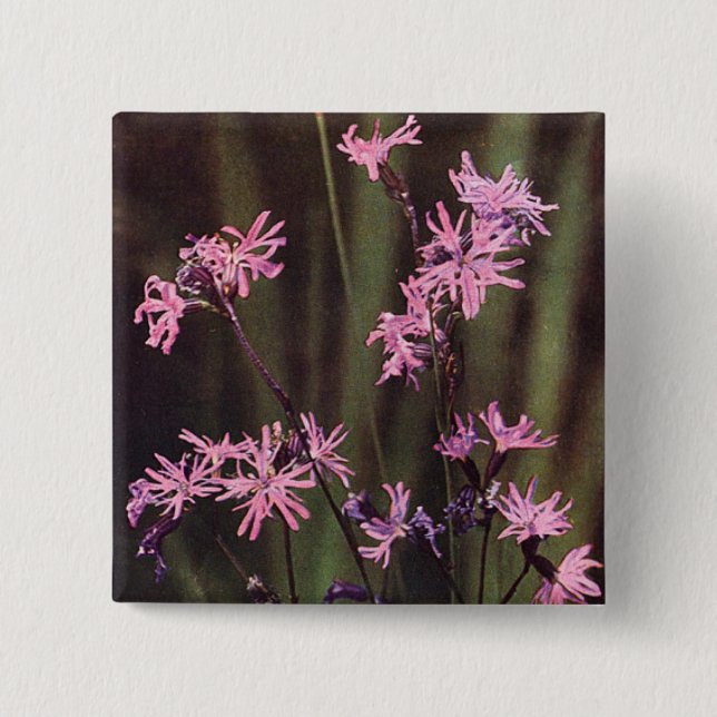 Wildflowers: Ragged Robin 2 Inch Square Button (Front)