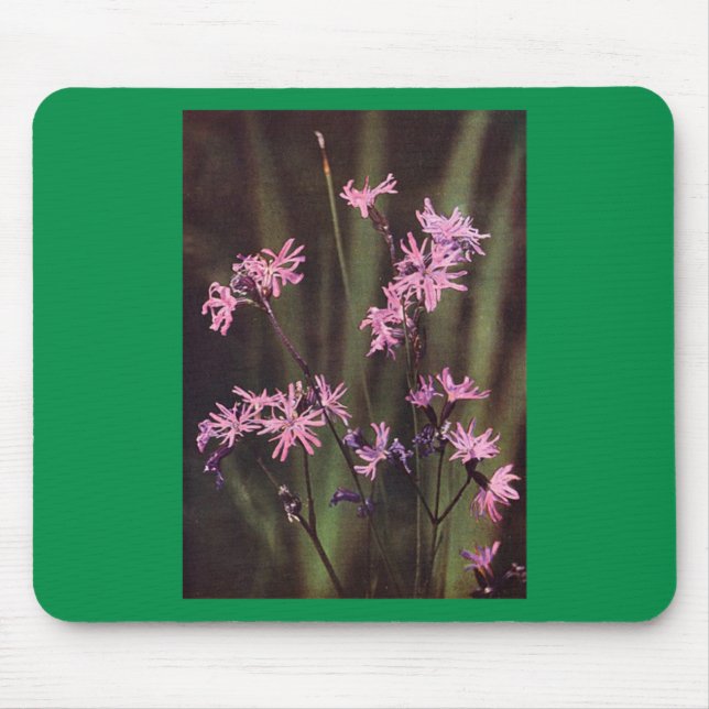 Wildflowers: Ragged Robin Mouse Pad (Front)