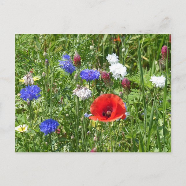 Wildflowers: Red White Blue DIY Postcard (Front)