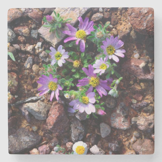 Wildflowers Stone Coaster (Front)