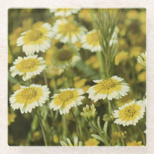 Wildflowers Yellow and White Sunflowers Glass Coaster