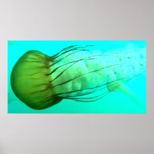 Wildlife 114 Sea Nettle poster (Front)
