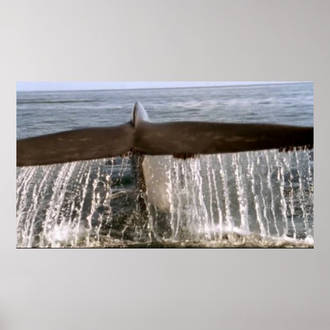 Wildlife 6 whale tail poster (Front)