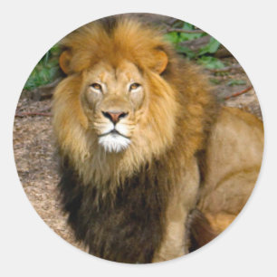 Wildlife African Lion Sitting Photo Classic Round Sticker