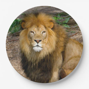 Wildlife African Lion Sitting Photo Paper Plate